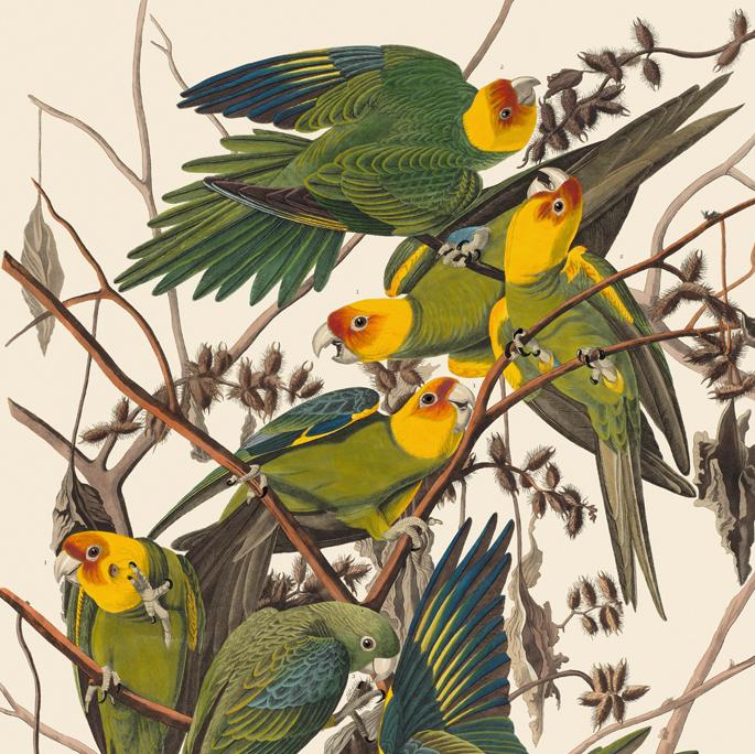 Audubon - All Edges Gilt Ed.