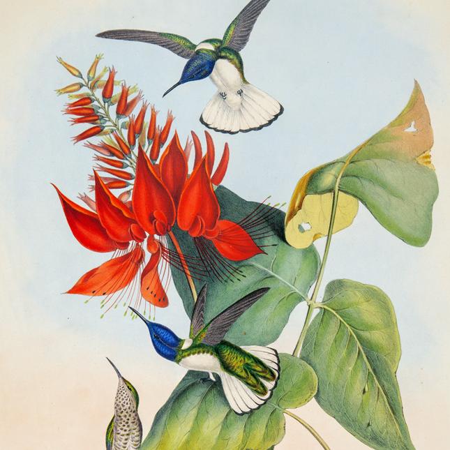 Gould - Hummingbirds