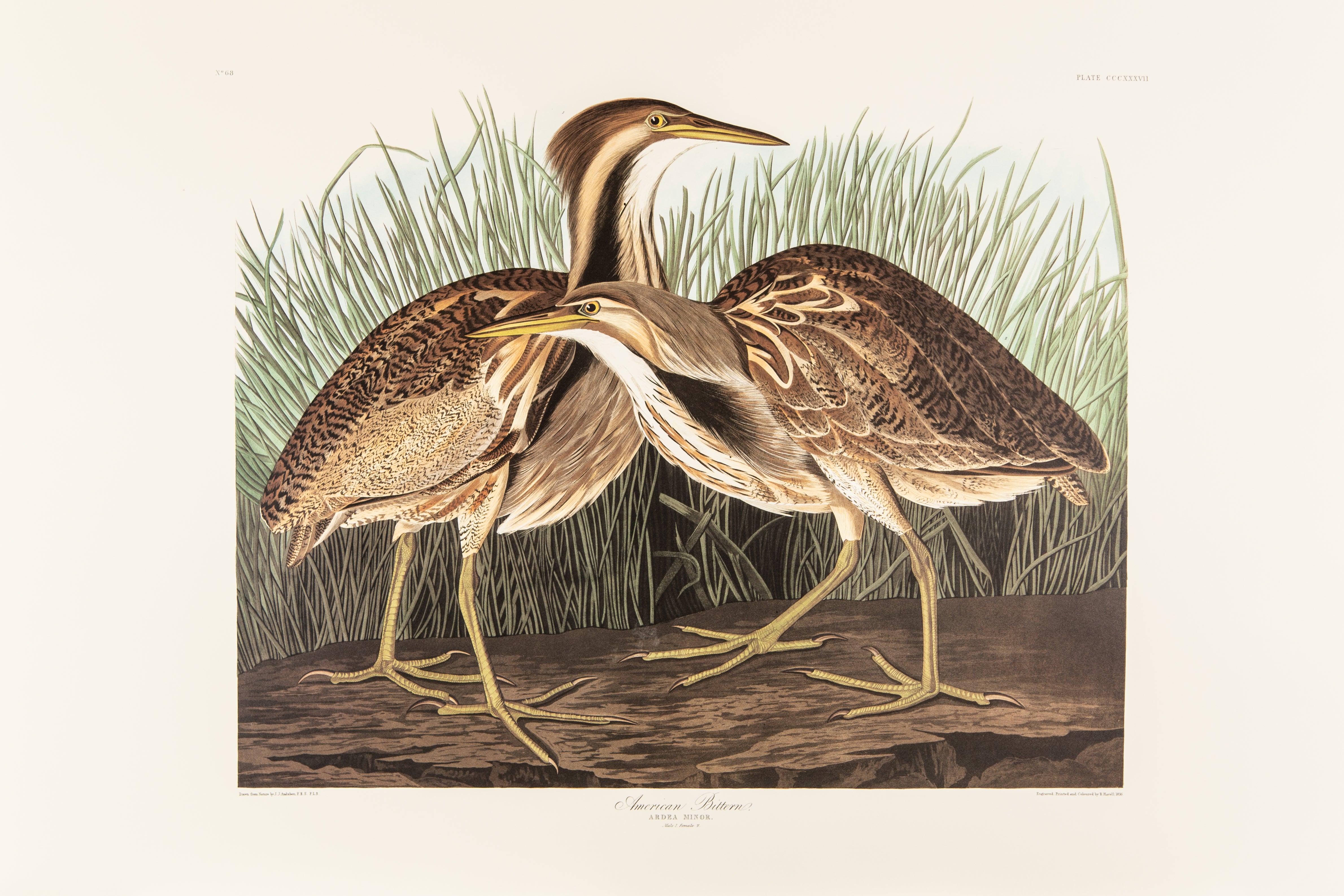 American Bittern