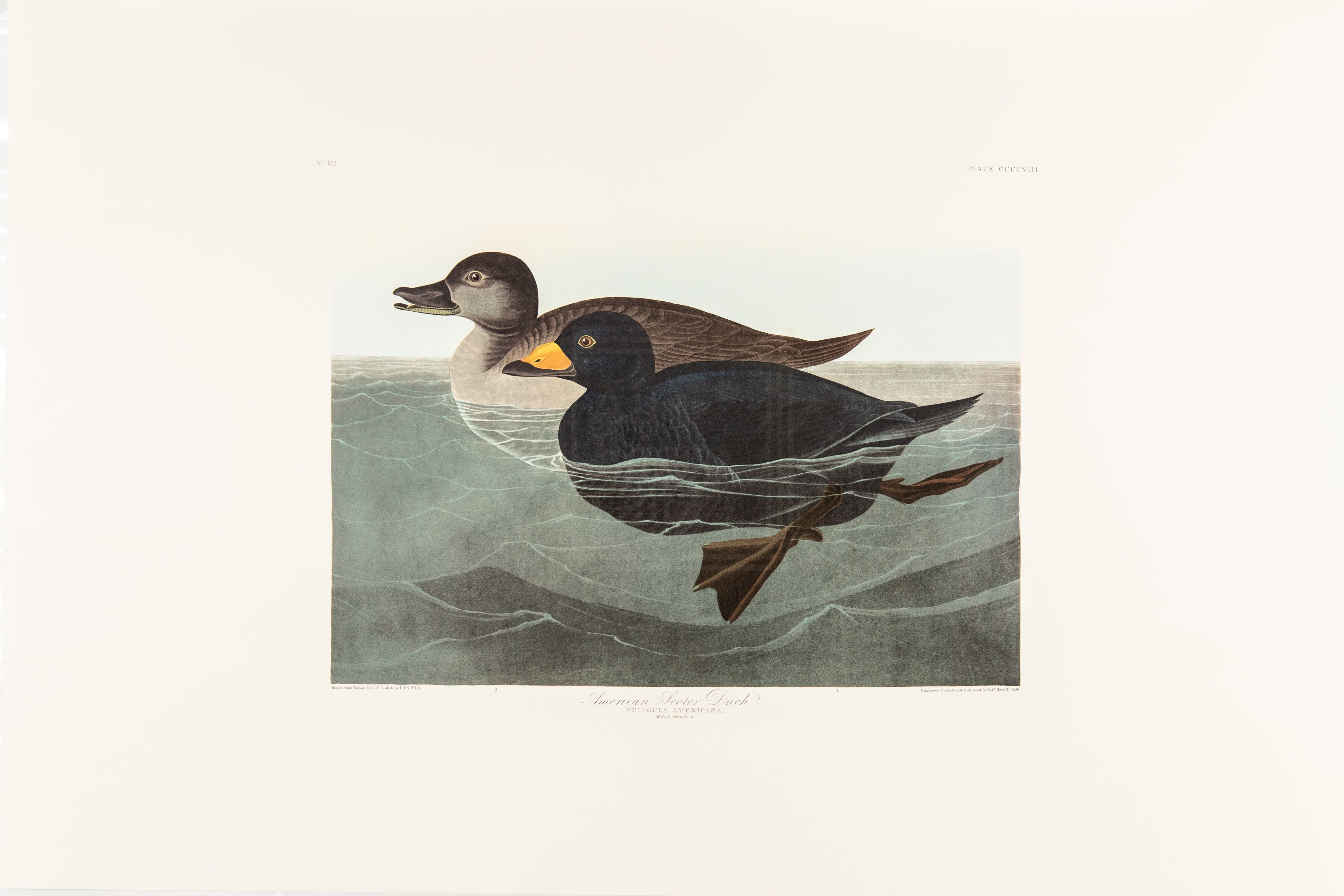 American Scoter Duck