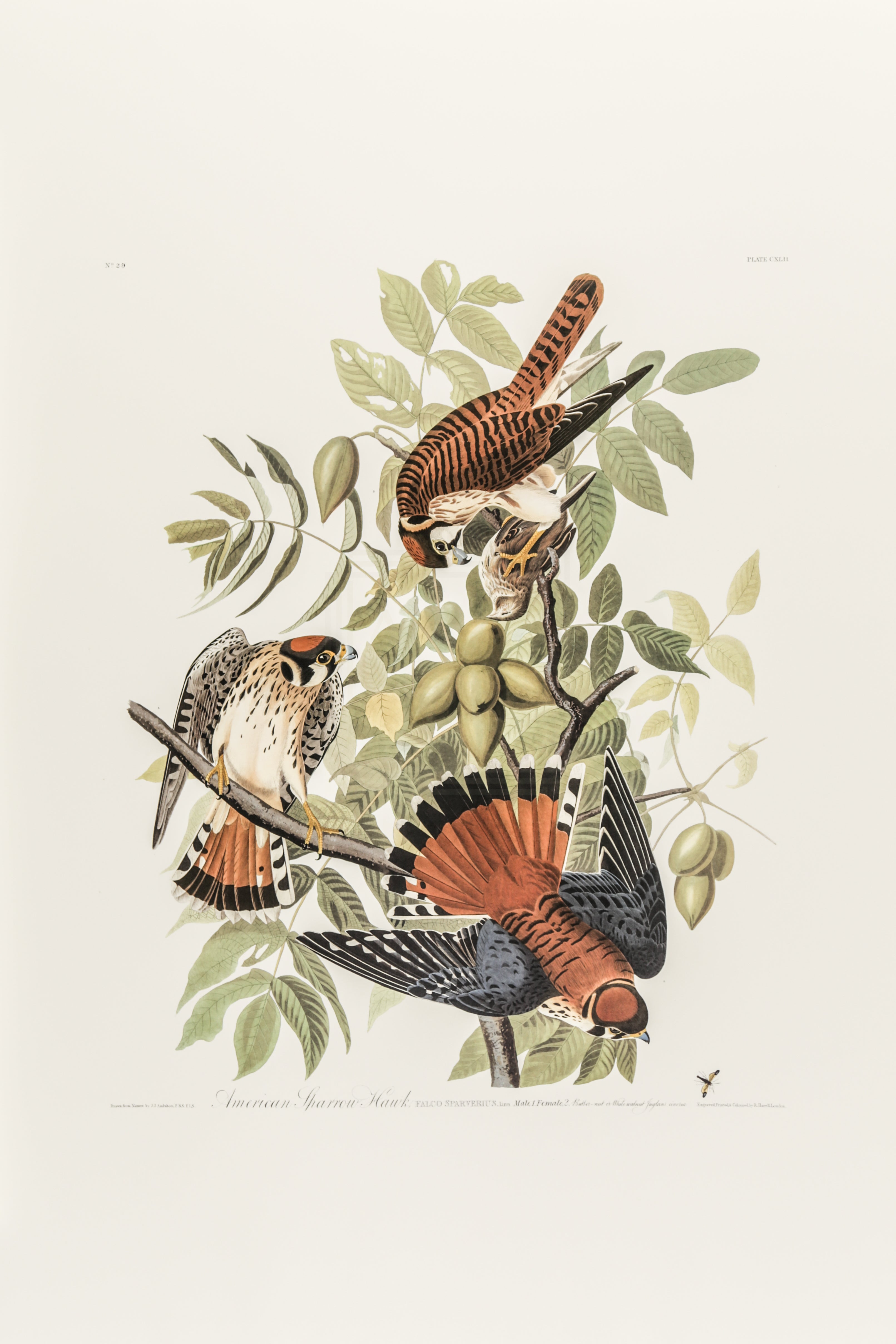 American Sparrow Hawk