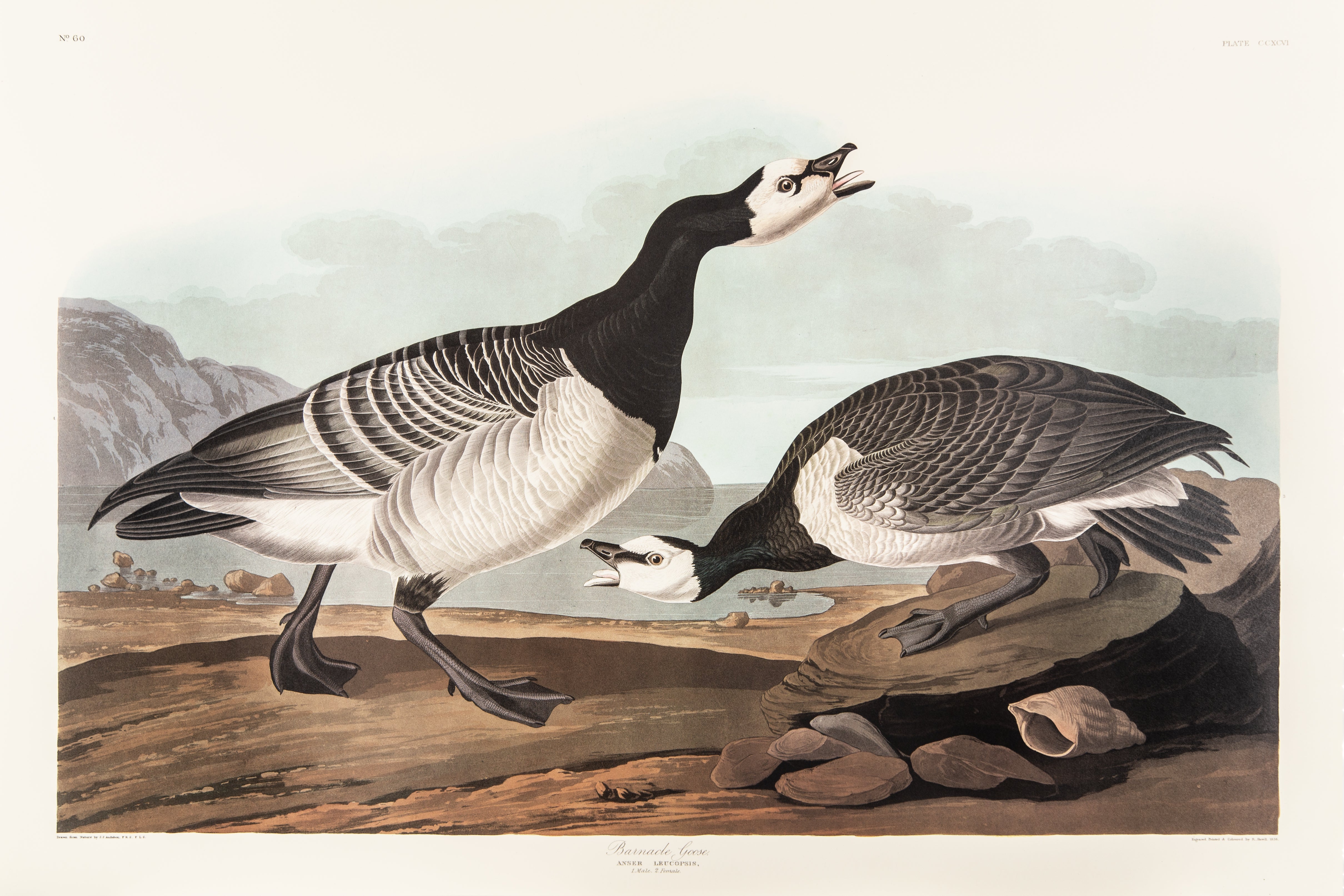 Barnacle Goose